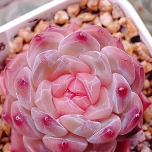 May include: A succulent plant with tightly packed, fleshy, translucent pink leaves arranged in a rosette pattern. Each leaf features a distinct, deep magenta tip. The plant is potted in a white container filled with small, light brown decorative stones.