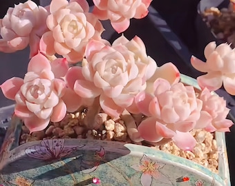 Echeveria Red RubinRare live succulent with fully established roots, 3 inches. Shipped bare root. Ideal for home,  indoor and outdoor decor.