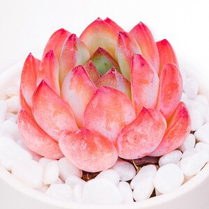 May include: A vibrant succulent plant with pink-red leaves, arranged in a rosette shape, sits in a white ceramic pot. The plant is surrounded by small, white pebbles, creating a visually appealing contrast. The succulent's tips are a deeper red.