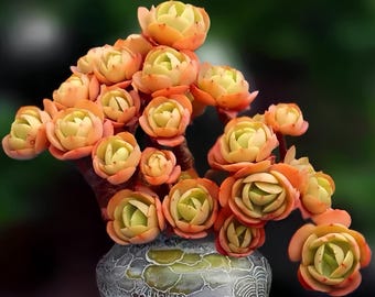 Echeveria Cream Peach|4 Inch|Live Succulent Plant|Shipped Bare Root|Indoor , Outdoor Display | Perfect for Home, Office Decor , DIY Projects