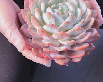Echeveria Orange Monroe – Live Succulent – 4 Inch – Drought-Tolerant, Low Maintenance, Ideal for Indoor & Outdoor, Terrariums, Rock Gardens