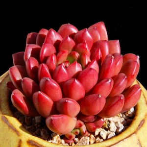 May include: A vibrant red succulent plant with fleshy, pointed leaves. The plant is in a yellow pot with small pebbles at the base. The background is solid black, highlighting the plant's bright color and texture.