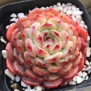 May include: A succulent plant with tightly packed, fleshy leaves arranged in a rosette pattern. The leaves transition from a pale cream color at the center to vibrant shades of pink and deep red at the tips, which feature small, sharp points.