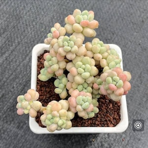 May include: A succulent plant with rounded, fleshy leaves in shades of pale green and soft pink, arranged in dense clusters. The plant is potted in a square white container filled with dark brown, granular soil, viewed from directly above.