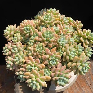 May include: A dense cluster of succulent plants featuring numerous small, fleshy, pointed leaves arranged in tight rosettes. The foliage displays a gradient of soft pastel colors, transitioning from pale mint green at the centers to peach and light pink at the tips.