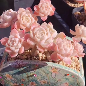 Echeveria White Moon live succulent with fully established roots, 3 inches. Shipped bare root. Ideal for home,  indoor and outdoor decor.