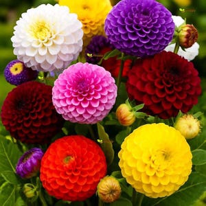 May include: A vibrant collection of dahlia flowers in various colors including white, yellow, purple, deep red, pink, and orange. Each flower features a dense, spherical arrangement of tightly packed, rounded petals, showcasing a variety of sizes.