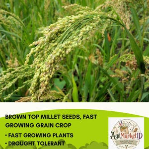 Brown Top Millet Seeds, Fast Growing Drought Tolerant Grain Crop