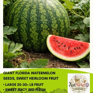 Giant Florida Watermelon Seeds, Heirloom Non GMO Sweet Large Fruit