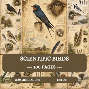 Pode incluir: Uma coleção de ilustrações científicas de aves apresentando uma andorinha, um tentilhão e uma trepadeira com desenhos detalhados de ninhos, ovos e penas em papel envelhecido. O texto diz SCIENTIFIC BIRDS, 100 PAGES, COMMERCIAL USE, 300 DPI.
