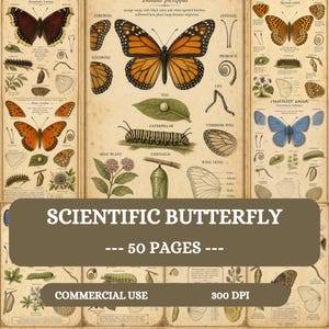 Puede incluir: Un póster educativo de estilo vintage con ilustraciones científicas detalladas de mariposas, orugas, crisálidas y plantas hospedadoras. La impresión muestra varias etapas del ciclo de vida con anatomía etiquetada sobre un fondo de color beige.