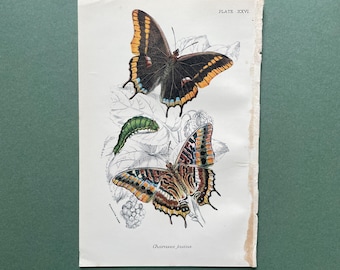 Two-tailed Pasha Butterfly Antique Print from 1896 Lloyd's Natural History | Original Colour Chromolithograph Wall Art
