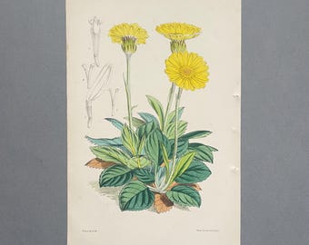 Antik botanisk tryck med gul prästkrage från 1874 Original handkolorerad litografi Curtis Botanical Magazine Walter Hood Fitch Senecio Väggkonst