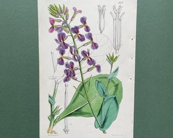 Antiker Wildblumen Druck von Curtis Botanical Magazine 1856 | Original Lithographie von Walter Hood Fitch