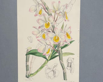 Orchid Antique Botanical Print 1857 Original Hand Coloured Lithograph Curtis Botanical Magazine Walter Hood Fitch Dendrobium Wall Art