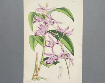 Orchidea, antyczny botaniczny druk z 1874 r., oryginalna ręcznie kolorowana litografia, magazyn Curtis Botanical, Walter Hood Fitch, Barkeria, fioletowa sztuka ścienna