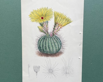 Cactus Antique Botanical Print 1886 Hand Coloured Lithograph Curtis Botanical Magazine Echinocactus Yellow Flower Succulent Wall Art