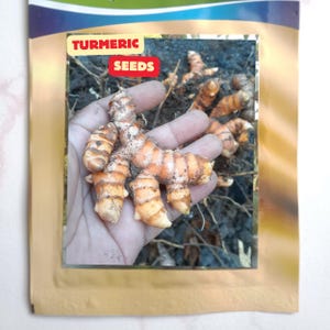 Pode incluir: Um pacote com o texto TURMERIC SEEDS e a imagem de uma mão segurando um rizoma de cúrcuma fresco, nodoso e amarelo-alaranjado. O fundo mostra terra escura e outros rizomas de cúrcuma espalhados pelo solo em um ambiente de jardim.