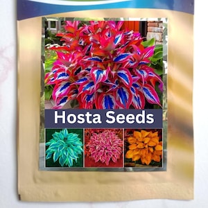 May include: A seed packet with a colourful image of Hosta plants, showcasing red, blue, and white foliage. The text "Hosta Seeds" is on a blue banner. Further images of Hosta plants in various colours are displayed.