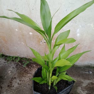 Lucky Bamboo Seeds - Etsy New Zealand