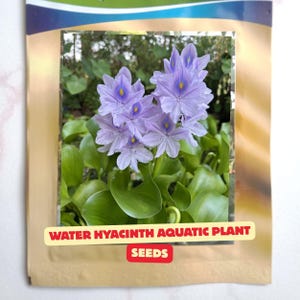 Puede incluir: Un sobre de semillas con una fotografía de flores de jacinto de agua de color violeta claro con centros amarillos y hojas verdes. El sobre tiene un borde beige y una etiqueta amarilla con el texto rojo WATER HYACINTH AQUATIC PLANT SEEDS.