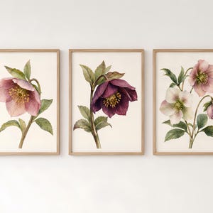 May include: A set of three framed wall art prints featuring botanical watercolour illustrations of hellebore flowers. Each print displays different coloured blossoms in shades of soft pink, deep purple, and white with green foliage.