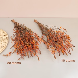Può includere: Due mazzi di fiori secchi arancioni con sottili steli marroni. Il mazzo a sinistra è etichettato 20 stems e quello a destra 10 stems. I fiori hanno una tonalità arancione vivace e sono legati alla base con dello spago marrone.