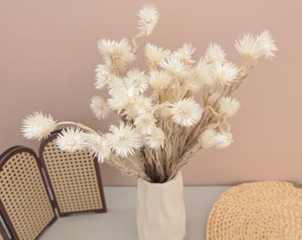 White Strawflowers, Preserved Chrysanthemum, Dried Flower Bouquet, 16-18 Inch