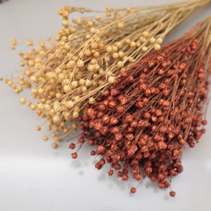 May include: Two bunches of dried flowers. One is a light tan colour, the other a deep reddish-brown. The flowers have small, round seed pods and thin stems. The background is a light grey.
