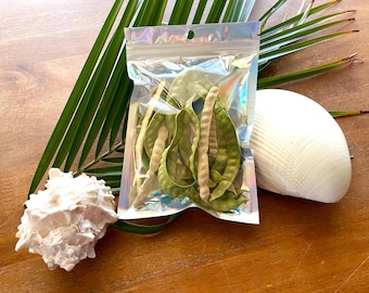Hand Harvested Desert Mesquite Pods - Natural Hermit Crab Enrichment
