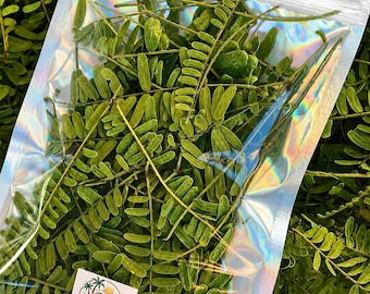 Gedroogde Mesquite-bladeren en -twijgen | Hernitkrab foerageren en verrijken