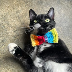 May include: A black and white cat wearing a crocheted bow tie with horizontal stripes in yellow, orange, red, purple, blue, and green. The text "Regular size" is visible in the upper left corner of the image. The cat has green eyes.