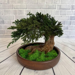 May include: A miniature bonsai tree featuring dense, dark green needle-like foliage and a thick, textured brown trunk. The tree is planted in a round, dark brown ceramic pot filled with vibrant green moss at the base, creating a realistic display.