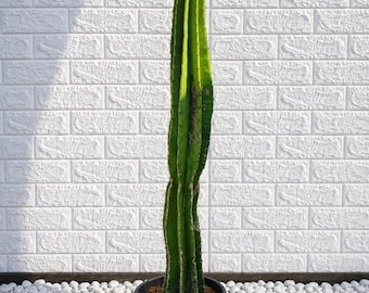Cactus Cereus de 84 cm, suculenta columnar grande para exteriores, decoración de jardín mediterráneo.