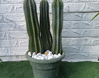 3er Set Cereus Cactus-Triple Succulent Collection