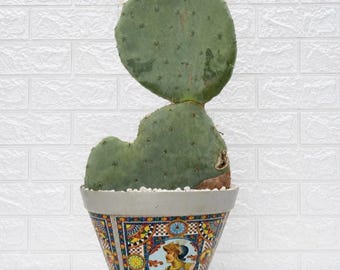 Round Pad Opuntia Prickly Pear-Ornamental cactus plant