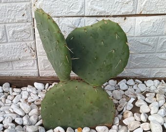 Pricky Pear Cactus-Opuntia Robusta  (round PAD)