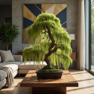 dracaena limelight plant Dracaena Limelight | Buy Online - Bright & Stylish Indoor Plant |  Mygreenscape main image 0