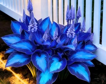 Blue Black Hosta Live Plant Rare Shade Outdoor Decorative Foliage Garden Collection Pack