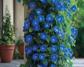 Heavenly Blue Morning Glory Live Plant Climbing Vine Outdoor Garden Flower Collection Pack