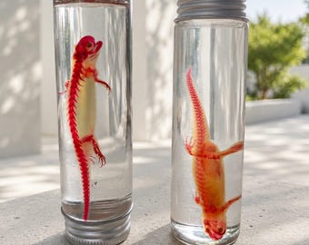 Red Stained Newt Skeleton Wet Specimen, Preserved Amphibian Anatomy Display