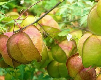 Balloon Vine Seeds,  Cardiospermum halicacabum, organic seeds, Herbal Beauty