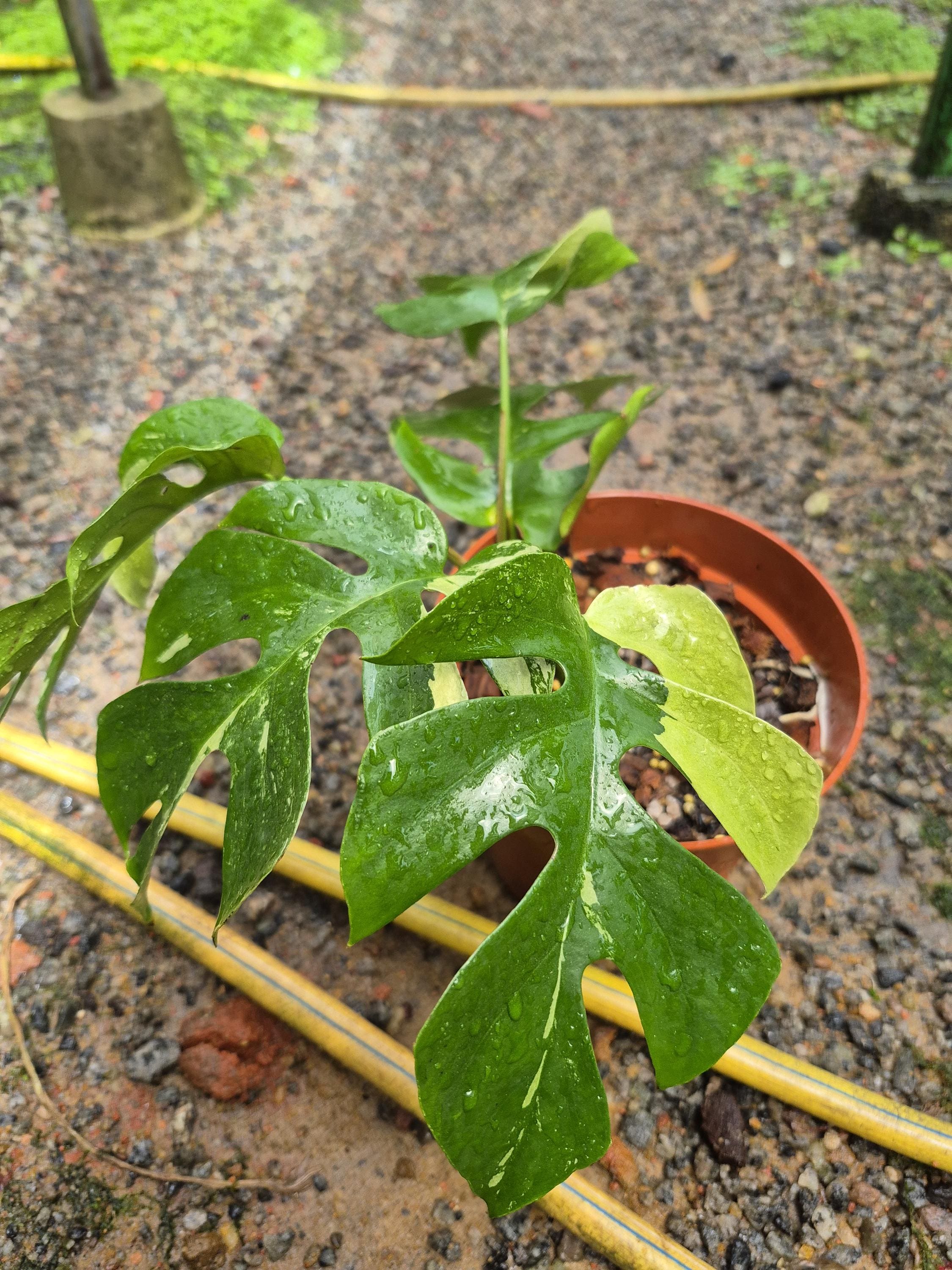 Variegated rhaphidophora - Etsy 日本