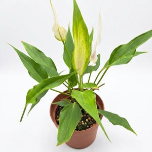 Zeldzame bonte Peace-lelieplant Spathiphyllum levende kamerplant met unieke witte bloemen en bont blad Luchtzuiverende kamerplant