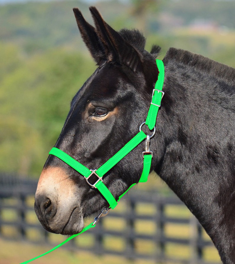 Mini Horse Size HALTER & LEAD Beta Biothane Turnout Etsy