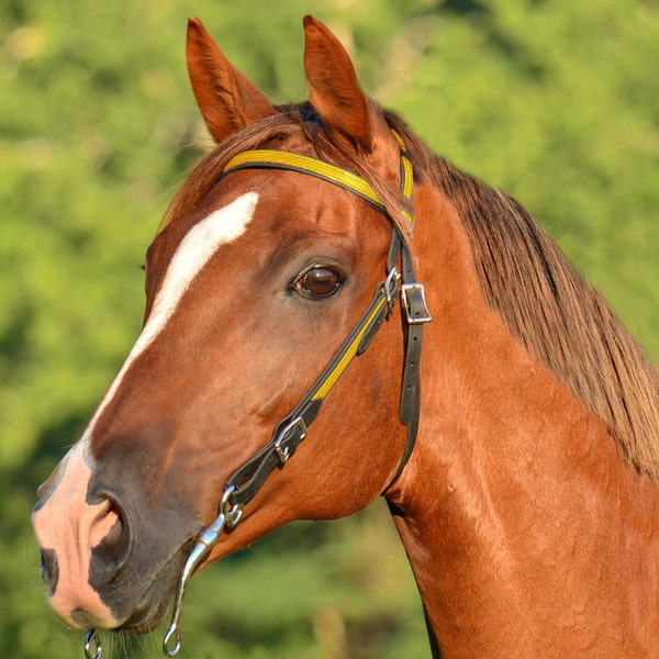 Warmblood Size**WESTERN BRIDLE with Full Browband, Two Color Beta