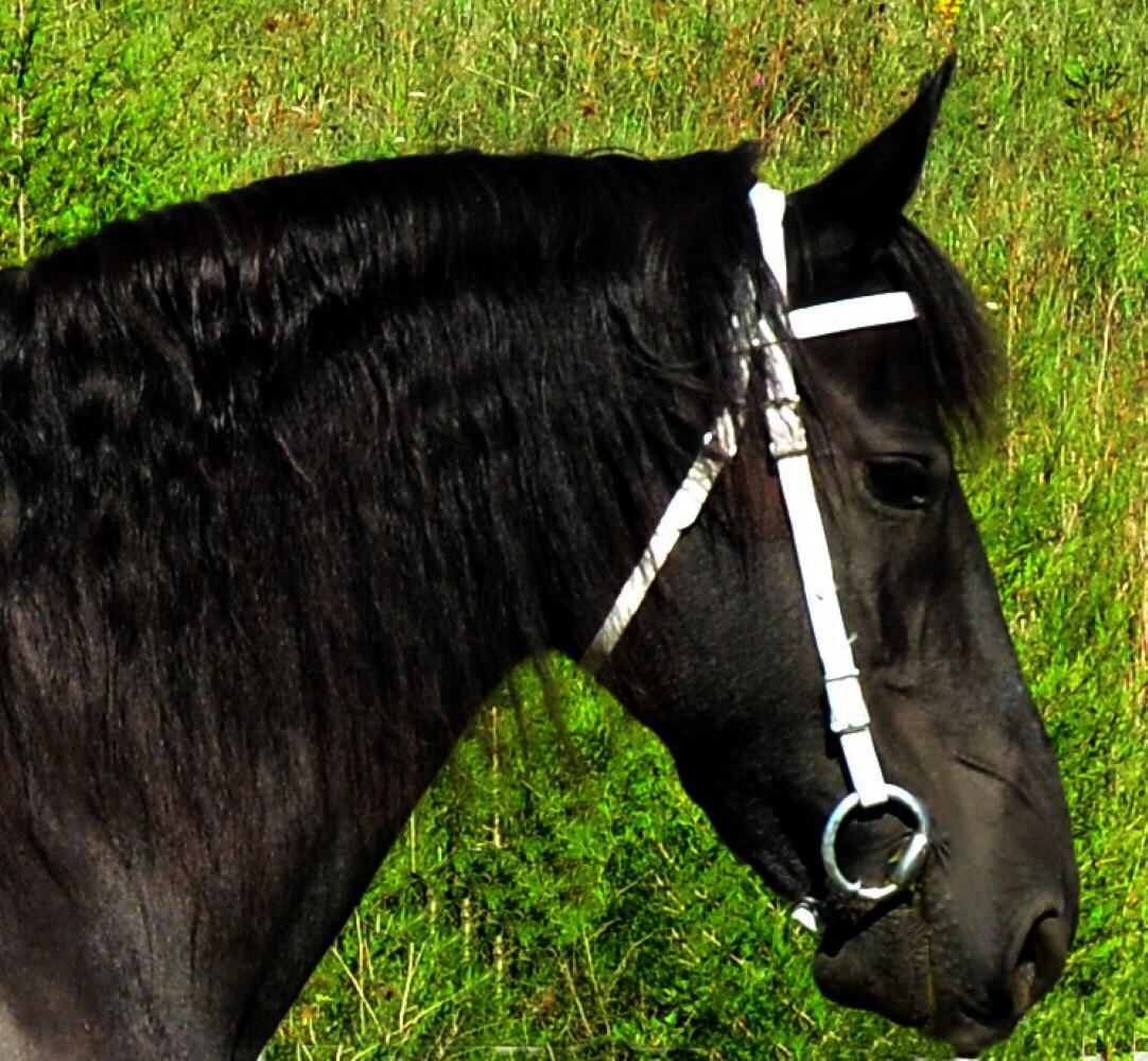 WESTERN BRIDLE & REINS made from Beta Biothane Solid Colored Etsy