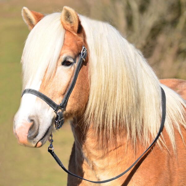 Warmblood Size** HALTER AND LEAD, Beta Grooming Halter