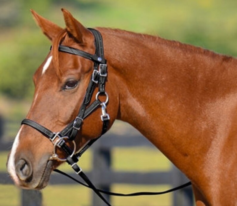 Billy Royal® Harness Leather Quick Change Bridle