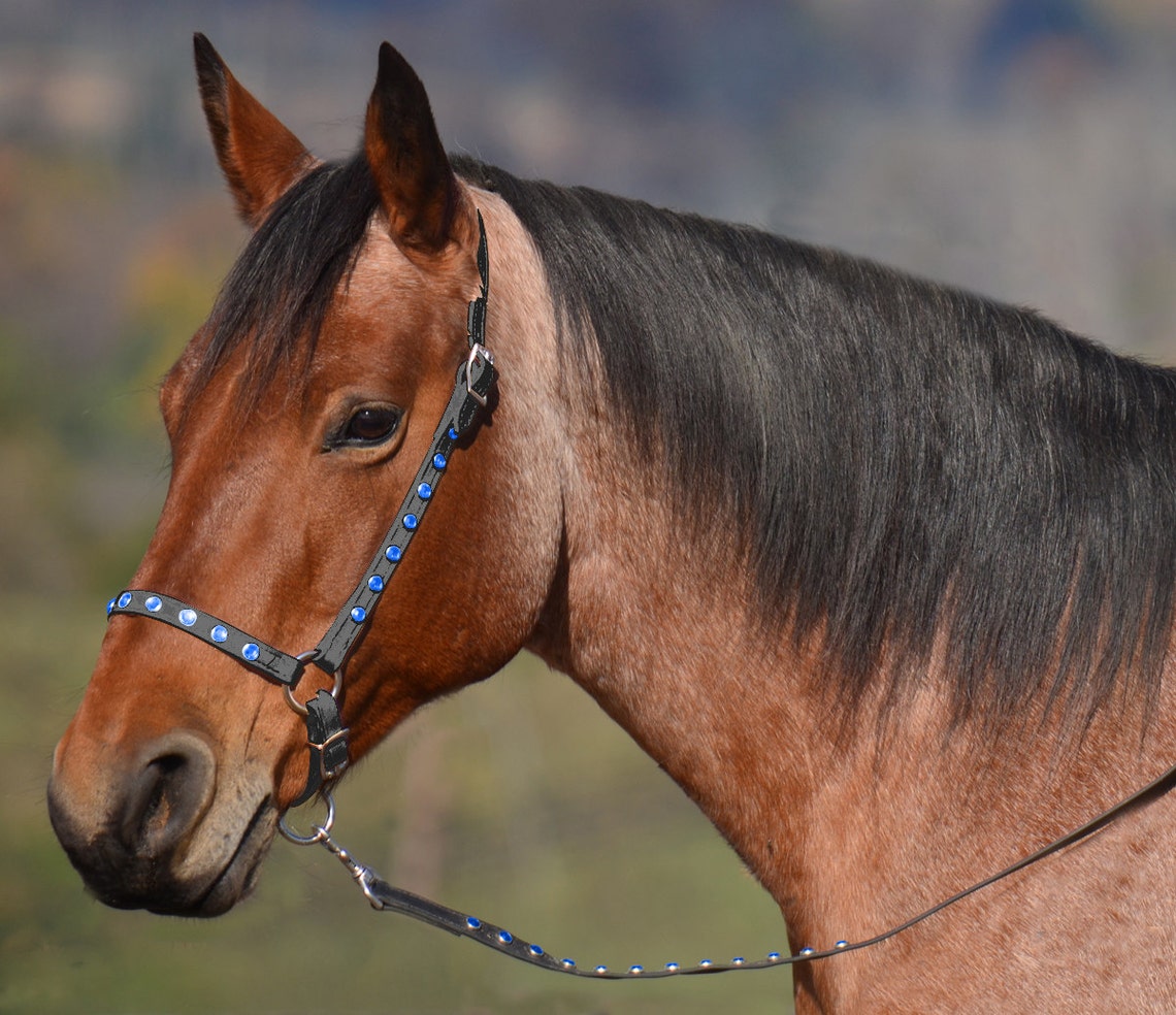 Cob Size HALTER AND LEAD Bling Grooming Halter Etsy